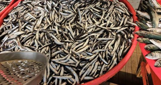 Lodos etkiledi, denizden az çıktı, tezgahta fiyatlar arttı