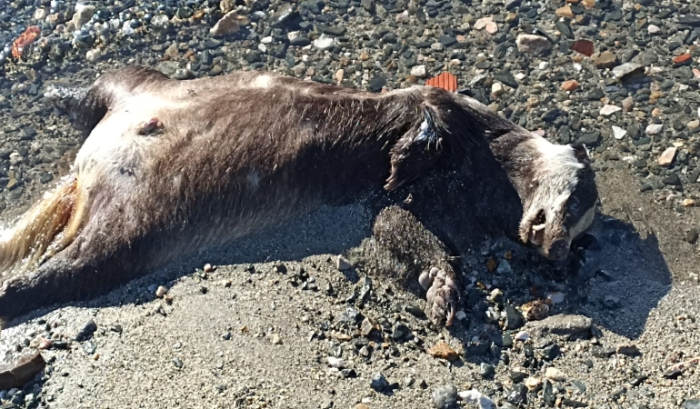Sahile Vuran Ölü Porsuk Vatandaşları Şaşırttı