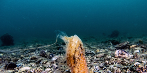 Müsilaj deniz çayırı ve pinaları olumsuz etkiliyor