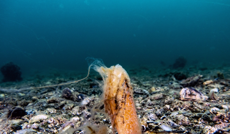 Müsilaj deniz çayırı ve pinaları olumsuz etkiliyor