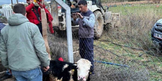 Gömeç’te kuyuya düşen ineğin imdadına itfaiye yetişti