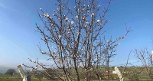 Badem ağaçları çiçek açtı