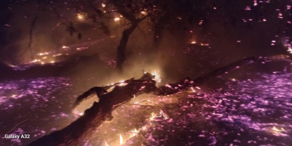 Bandırma’da çamlık alanda yangın: Ekiplerin hızlı müdahalesiyle söndürüldü