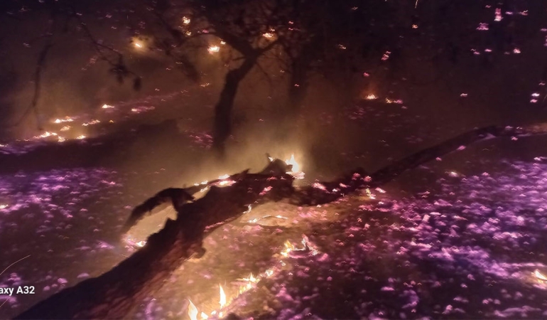 Bandırma’da çamlık alanda yangın: Ekiplerin hızlı müdahalesiyle söndürüldü