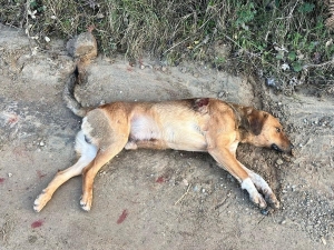 kopek