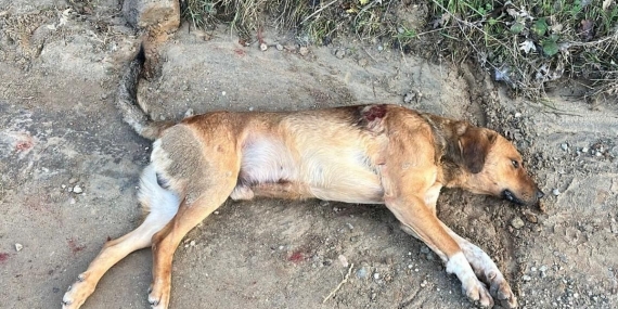 Büyükşehir Belediyesi ekipleri, ateşli silahla vurulan köpeğini kurtarmak için seferber oldu
