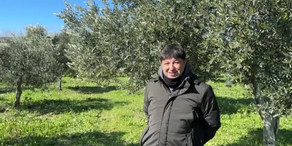 Türkiye’de soğuk hava zeytin üreticilerini sevindirdi