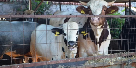 Kurban Bayramı Öncesi Canlı Hayvan Taşımalarına Sıkı Takip