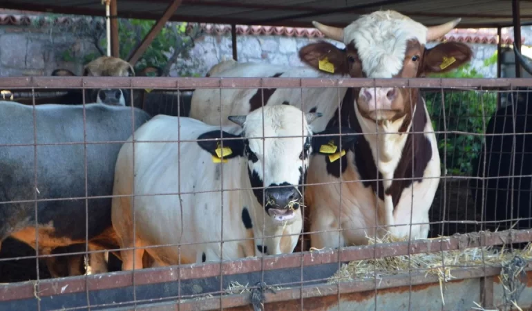 Kurban Bayramı Öncesi Canlı Hayvan Taşımalarına Sıkı Takip