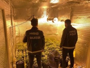 AYVALIK’TA UYUŞTURUCU OPERASYONUNDA 28 KÖK KENEVİR ELE GEÇİRİLDİ