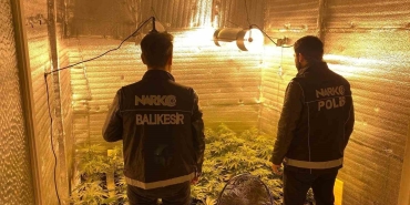 AYVALIK’TA UYUŞTURUCU OPERASYONUNDA 28 KÖK KENEVİR ELE GEÇİRİLDİ