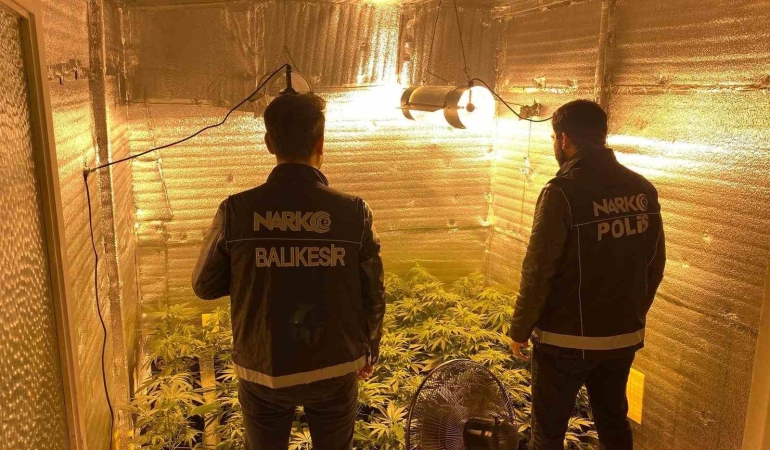 Ayvalık’ta uyuşturucu operasyonunda 28 kök kenevir ele geçirildi