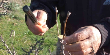 BALIKESİRLİ VATANDAŞ HAYIR İÇİN MERALARDAKİ 10 BİN AĞACI AŞILADI