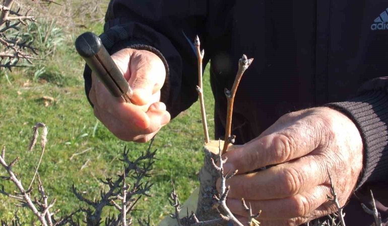 Balıkesirli vatandaş hayır için meralardaki 10 bin ağacı aşıladı