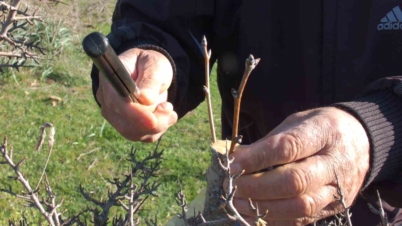 BALIKESİRLİ VATANDAŞ HAYIR İÇİN MERALARDAKİ 10 BİN AĞACI AŞILADI