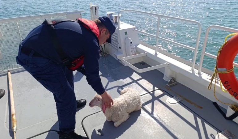 Denizde sürüklenen kuzuyu Sahil Güvenlik kurtardı