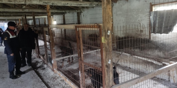 Balıkesir’de Kaçak Hayvan Üretimine Jandarma Müdahalesi: 14 Köpek Kurtarıldı