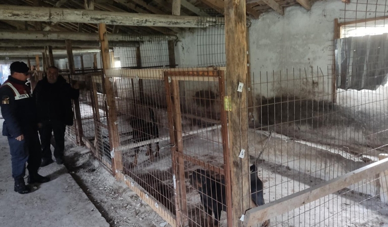 Balıkesir’de Kaçak Hayvan Üretimine Jandarma Müdahalesi: 14 Köpek Kurtarıldı