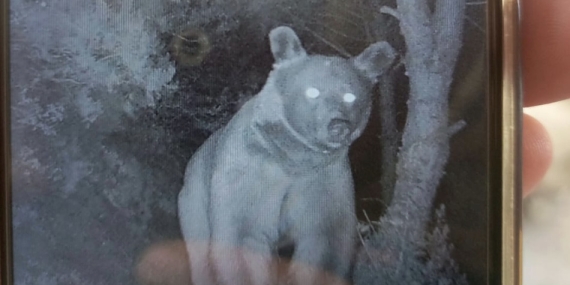 Erdek’te ayılar arı kovanlarına zarar verdi