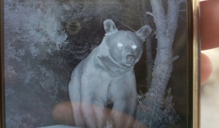 Erdek’te ayılar arı kovanlarına zarar verdi