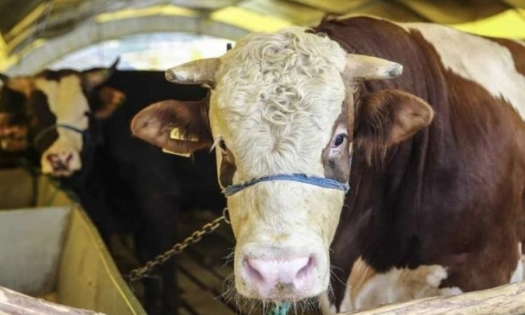 Kurbanlık hisse fiyatları açıklandı