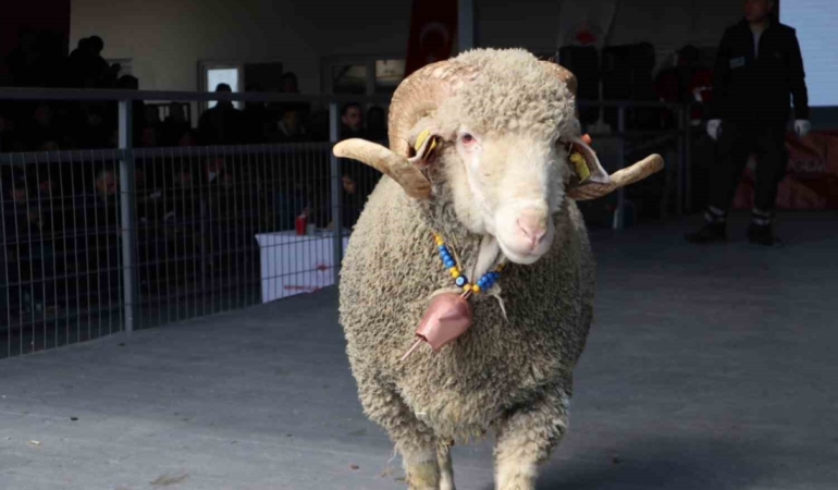 Bandırma’da damızlık koç satışında 246 bin liralık rekor
