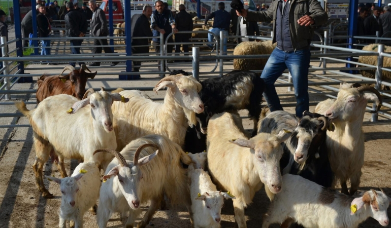 Gönen’de şap alarmı: 15 Mahalle karantinaya alındı