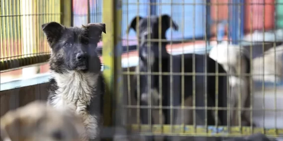 ‘Katliam yasası’ AYM gündeminde: 16 madde için iptal talebi görüşülecek