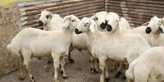 Kurban Bayramı Öncesi Kurbanlık Fiyatlarında Artış: 3 Milyon Küçükbaş Satışa Sunulacak