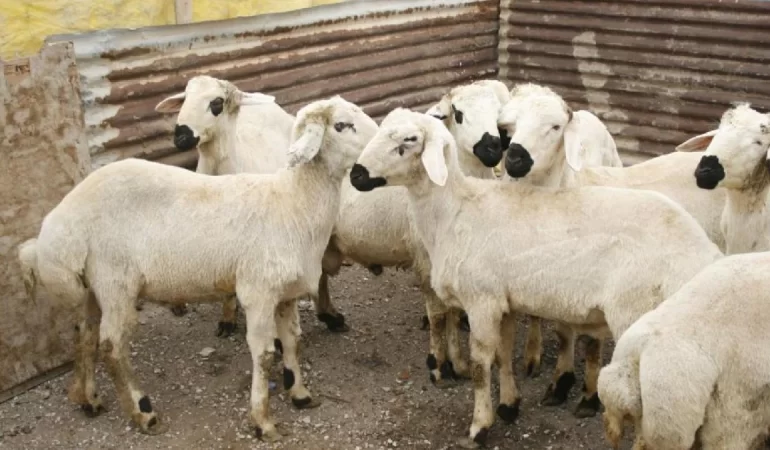 Kurban Bayramı Öncesi Kurbanlık Fiyatlarında Artış: 3 Milyon Küçükbaş Satışa Sunulacak