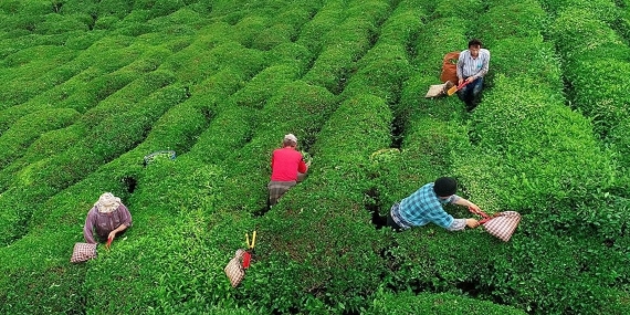 Çay üreticileri: Çayımız bir paket cips kadar etmiyor