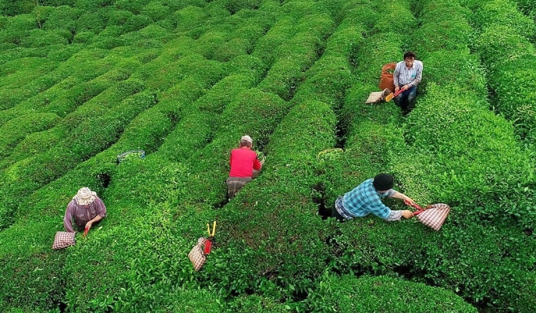 Çay üreticileri: Çayımız bir paket cips kadar etmiyor