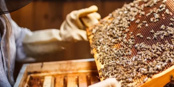 Zirai don arıcılığı da vurdu: Bal verimi yüzde 50 azaldı