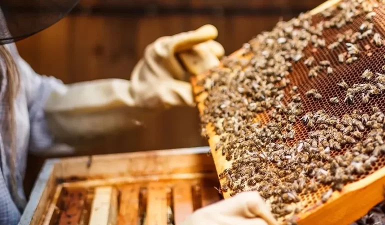 Zirai don arıcılığı da vurdu: Bal verimi yüzde 50 azaldı