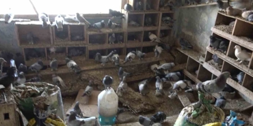 GÜVERCİNLERİ İÇİN ALEVLERİN ARASINDA KALDI BALIKESİR'DE DÜN GECE YANGINDA HAYATINI KAYBEDEN MUSTAFA UZUN'UN GÜVERCİNLERİ İÇİN ÇATIYA ÇIKMAYA ÇALIŞTIĞI ANLAŞILDI