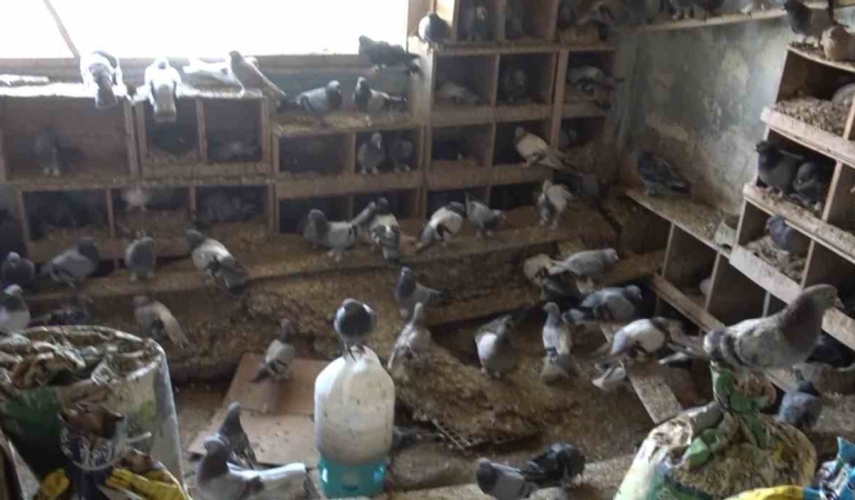 Güvercinleri için alevlerin arasında kaldı