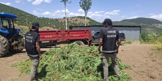 Balıkesir’de kenevir bahçesine operasyon