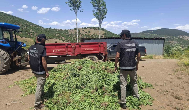 Balıkesir’de kenevir bahçesine operasyon