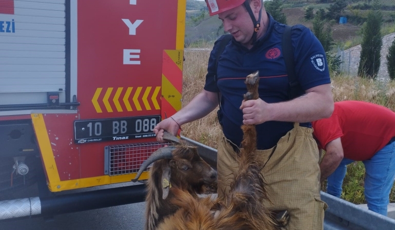 Su kanalına düşen keçi itfaiye ekiplerince kurtarıldı