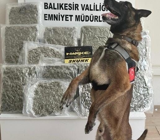 Narkotik köpeği ’Yaşa’ sayesinde 10 kilo esrar yakalandı