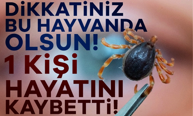 Kene Isırığıyla Gelen Ölüm: KKKA Alarmı! 1 Can Kaybı, 8 Vaka… İşte Hayat Kurtaran Önlemler!