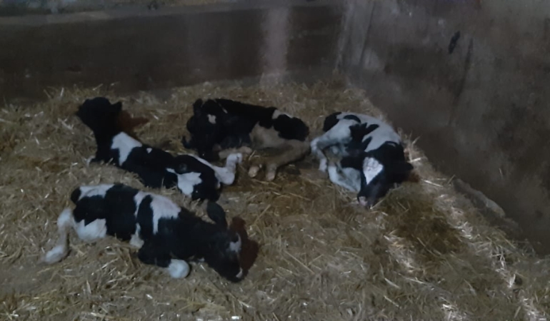 Balıkesir’in Susurluk ilçesinde nadir görülen olay: Bir inek 5 buzağı doğurdu