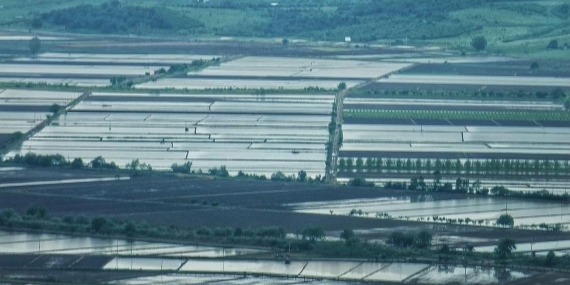 2025 Sezonunda çeltik ekimine sınırlama uygulanacak