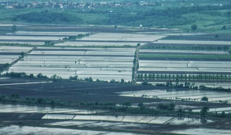 2025 Sezonunda çeltik ekimine sınırlama uygulanacak