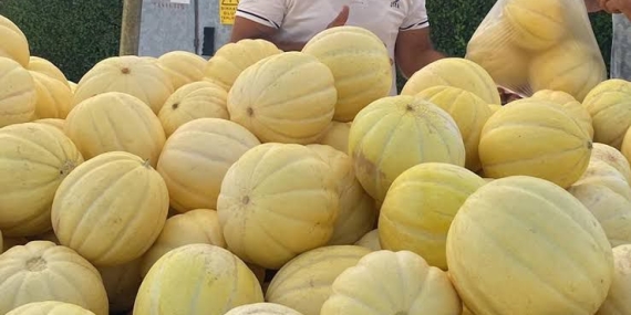 Gönen kavunu coğrafi işaret yolunda