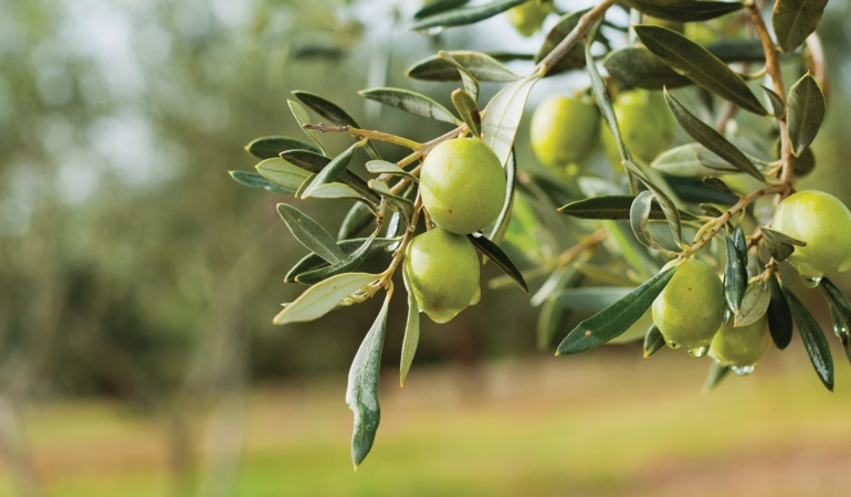 Balıkesir, Zeytin Üretiminde 11 Milyon Ağaçla Öne Çıkıyor