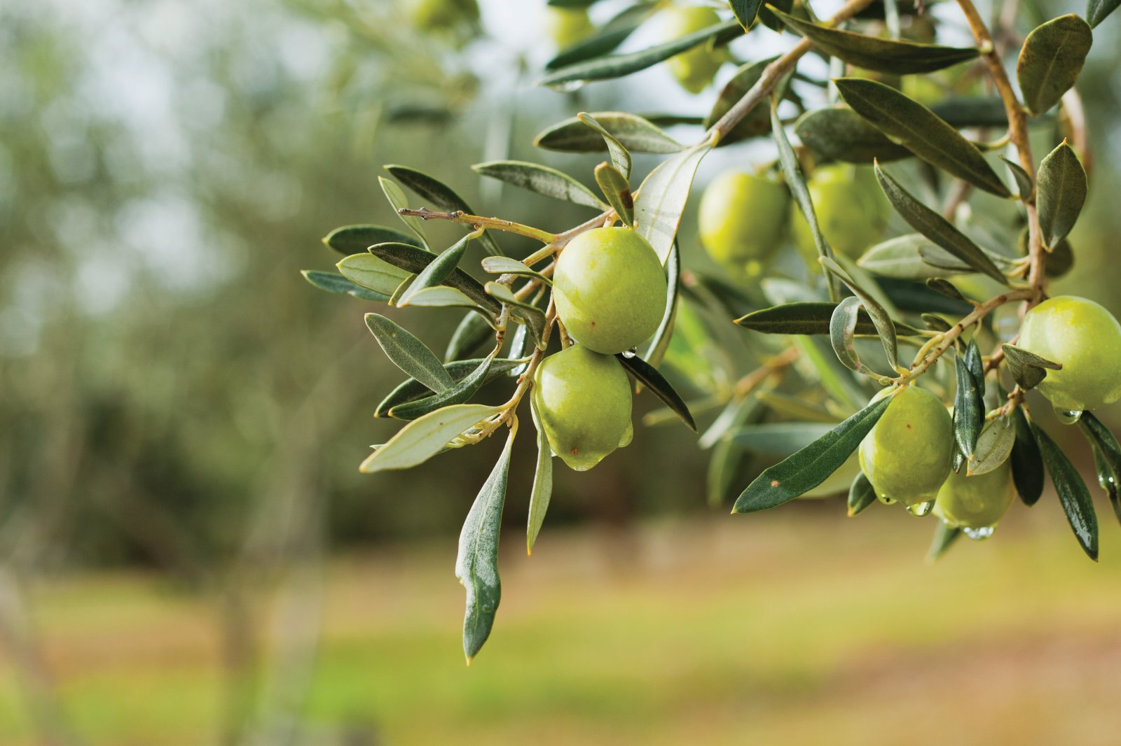 zeytin-agaci-9c1b