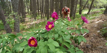 KAZDAĞLARI'NDA YETİŞEN ENDEMİK ŞAKAYIK TÜRÜNÜ KOPARMANIN CEZASI 557 BİN TL