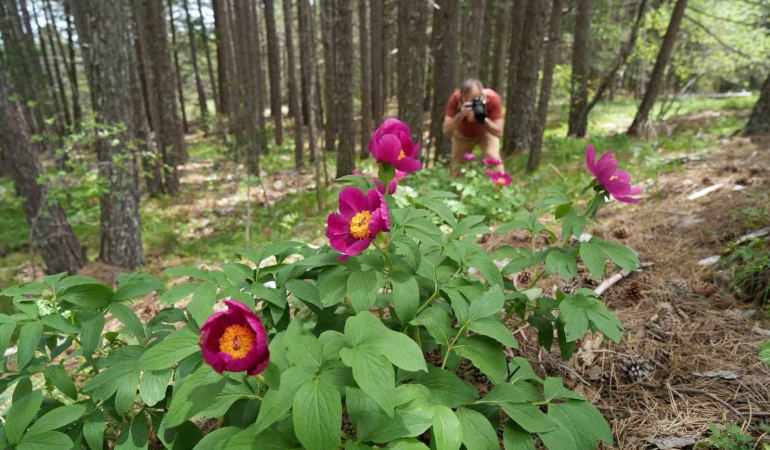 Kazdağları’nda yetişen endemik şakayık türünü koparmanın cezası 557 bin TL