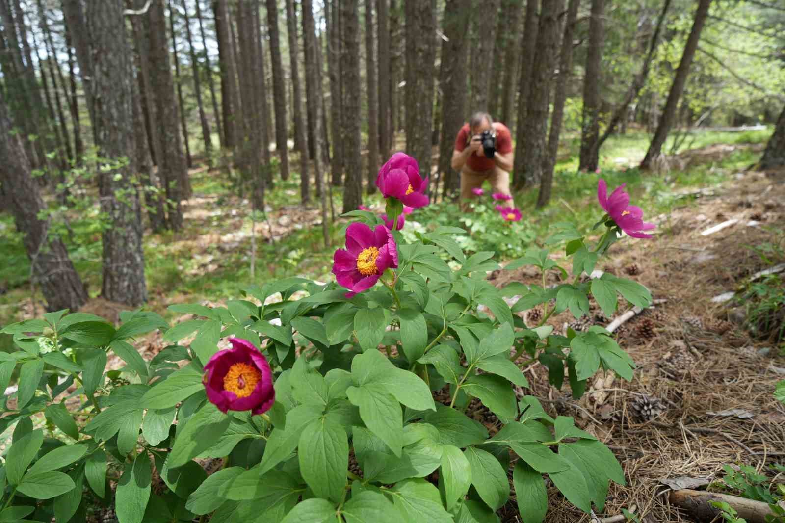 KAZDAĞLARI'NDA YETİŞEN ENDEMİK ŞAKAYIK TÜRÜNÜ KOPARMANIN CEZASI 557 BİN TL